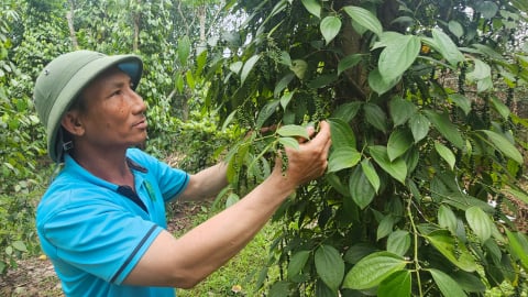 Đưa tiêu Sen Thủy lên OCOP 4 sao