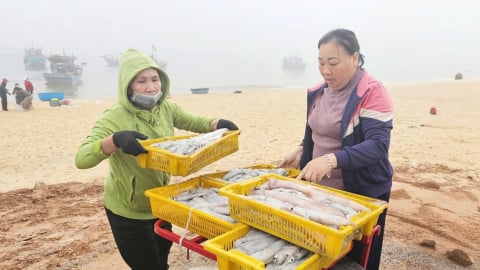 Ngư dân phấn khởi đón vụ cá Nam