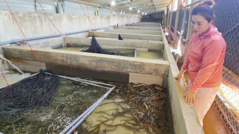 Khởi nghiệp từ nuôi lươn không bùn