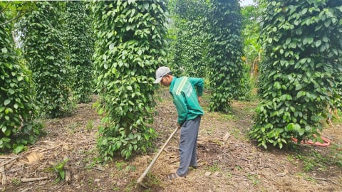 Người nặng lòng với tiêu hữu cơ