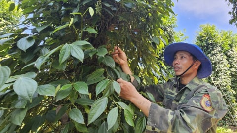 Trồng hồ tiêu ‘không làm phiền’ đất cho thu nhập 300 triệu đồng/ha