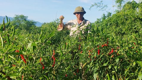 Cây khỏe, sạch sâu bệnh, năng suất tăng nhờ chế phẩm nano