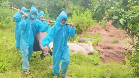 Quảng Trị khoanh vùng khống chế dịch tả lợn Châu Phi