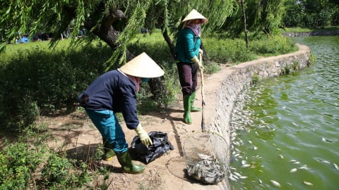 Cá chết nổi trắng hồ Nam Lý