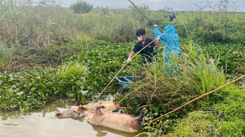 Báo động nguy cơ dịch bệnh do người dân vứt xác lợn ra môi trường