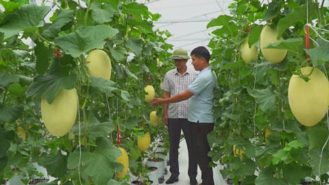 Trồng rau quả trên vùng cát nóng, thu trên 400 triệu đồng mỗi năm