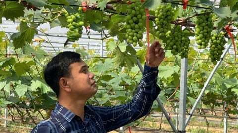 Triển vọng trồng nho hữu cơ trên đất Quảng Trị