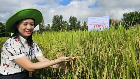 Giống lúa TBR19 năng suất 65 tạ/ha trong vụ hè thu nhiều bất thuận