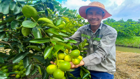 Trồng chanh không hạt gắn với liên kết bao tiêu sản phẩm