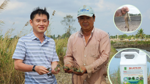 Lúa khỏe, tôm lớn nhanh nhờ Bio Lacto EM
