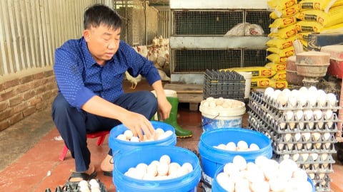 Giá trứng thấp, người chăn nuôi gia cầm 'gánh lỗ' từng ngày