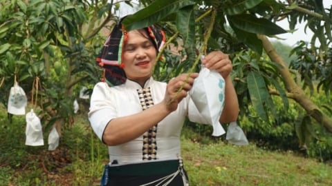 Kỹ thuật bao trái cho xoài nâng chất lượng xuất khẩu
