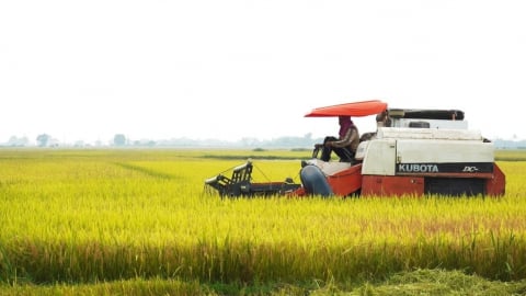 Lúa đông xuân ở Quảng Trị mất mùa, rớt giá