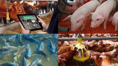 Thái Nguyên phát triển chăn nuôi theo hướng công nghiệp hóa, hiện đại hóa