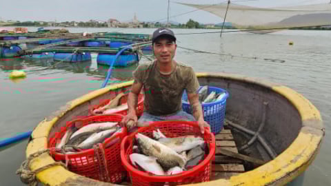 Nuôi cá lồng ven sông Gianh mỗi năm cho thu nhập hơn 200 triệu đồng