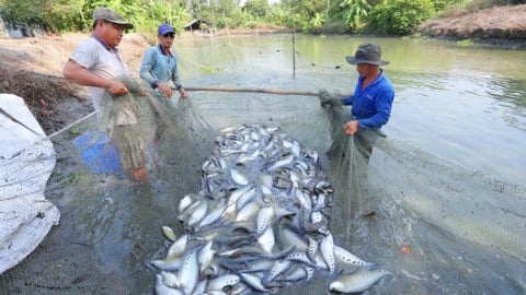 Hậu Giang phát triển thủy sản theo hướng bền vững