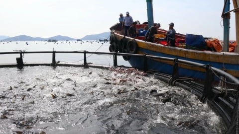 Nhà khoa học sát cánh phát triển nuôi biển xa bờ, công nghệ cao