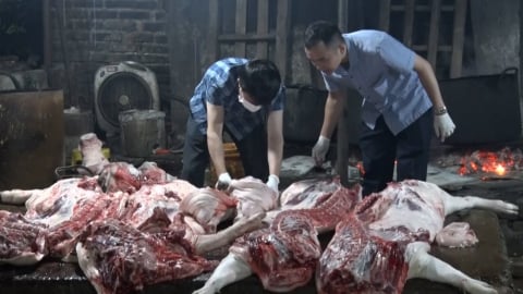 Gần 3 tấn thịt lợn dương tính virus dịch tả lợn châu Phi