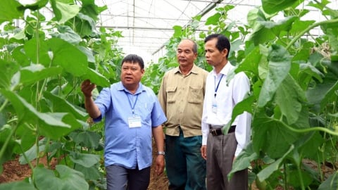 Tân Yên có 62 mô hình nông nghiệp ứng dụng công nghệ cao
