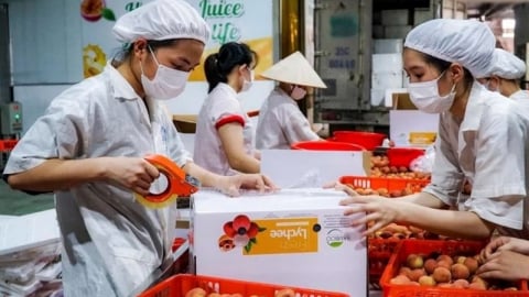 Vải thiều Bắc Giang được 'trải thảm đỏ' ra thị trường quốc tế