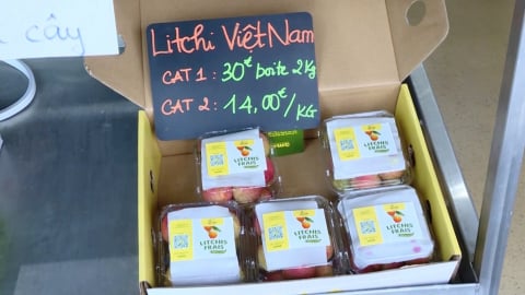Vải thiều Việt Nam lên kệ siêu thị Pháp