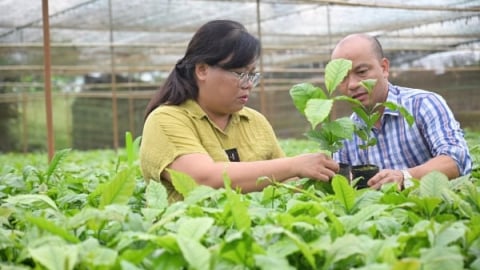 Cách chọn giống cà phê tốt cho vụ mùa bền vững