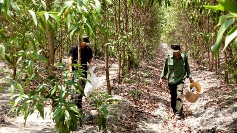 Nhân rộng diện tích rừng FSC - Phát triển bền vững từ gốc rễ
