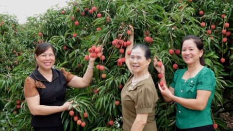 'Luồng xanh' cho vải thiều vươn xa thị trường