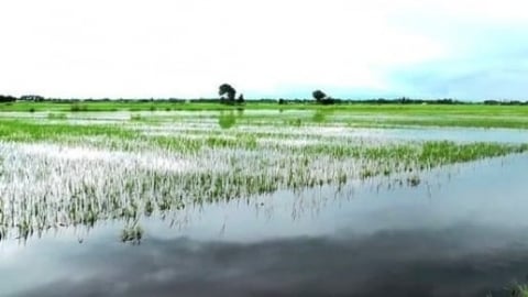 Quảng Trị có 18.000ha lúa hè thu nguy cơ phải gieo lại