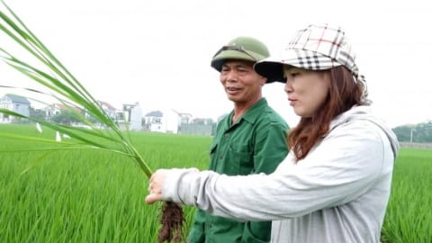 Tưới ướt khô xen kẽ: Canh tác lúa thời biến đổi khí hậu