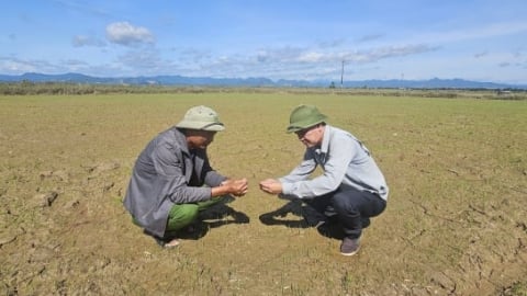 Hỗ trợ nông dân gieo 300 ha lúa ngập lũ