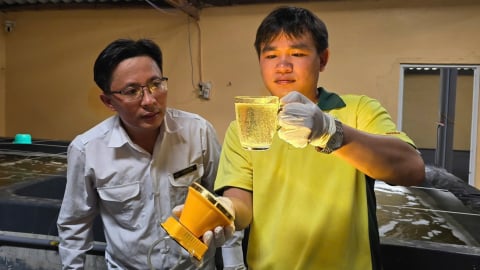 Tôm giống Ninh Thuận hướng đến chất lượng vượt trội, không mầm bệnh