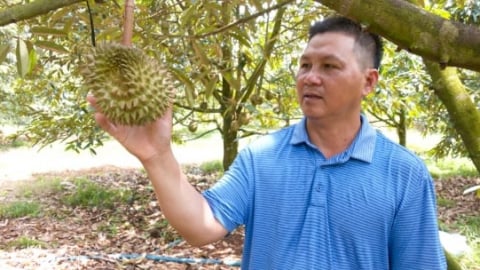 Dùng chế phẩm vi sinh giúp cây sầu riêng khỏe mạnh, trái đạt chất lượng