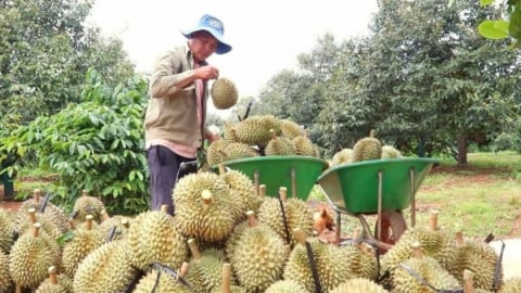 Chuyển đổi hữu cơ cho sầu riêng: Hành trình không đơn giản