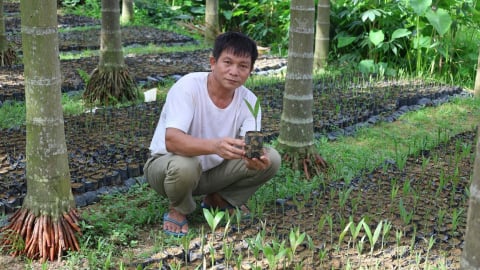Trồng 14.000 cây cau, ươm giống mỗi năm thu lợi hơn 700 triệu đồng
