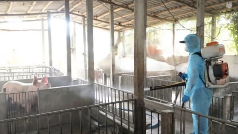 Gia Lai phòng chống dịch tả lợn Châu Phi ngay từ cơ sở