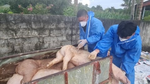 Gần 10.000 con lợn mắc dịch tả lợn Châu Phi