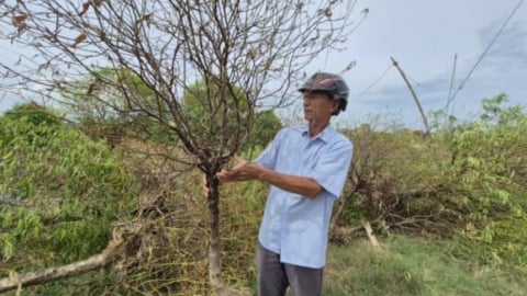 49ha đào cảnh bị chết do ngập lụt