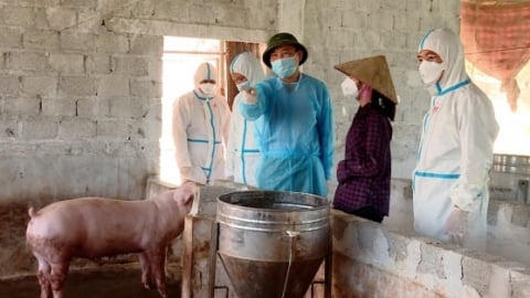 Ninh Bình thực hiện ngay ‘5 không’ phòng chống dịch tả lợn Châu Phi
