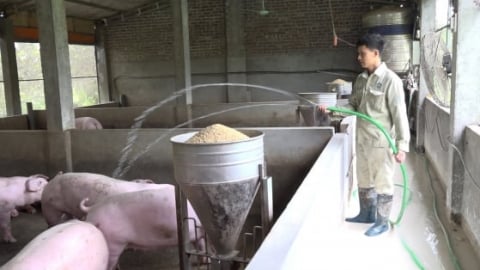 Thành công 5 lứa lợn liên tiếp nhờ chăn nuôi không tiếp xúc