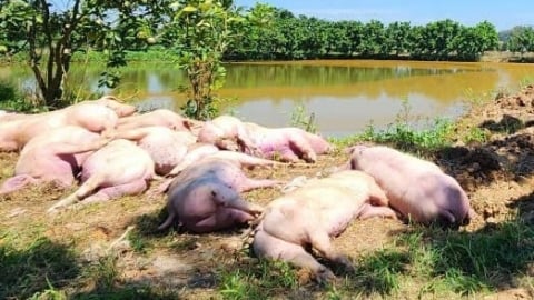 Nghệ An chỉ cho phép chăn nuôi tái đàn khi cơ quan thú y xác nhận