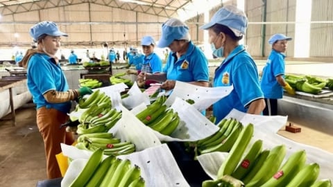 ‘Tấm hộ chiếu’ đưa nông sản Gia Lai xuất khẩu bền vững