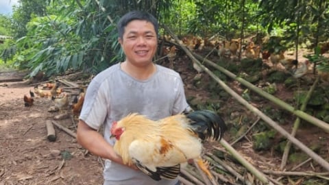 Nuôi gà đặc sản chăn thả bán tự nhiên trên triền đồi xanh