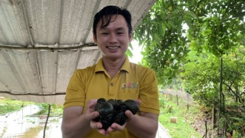 Bí quyết nuôi ốc bươu đen mỗi năm doanh thu 300 triệu đồng