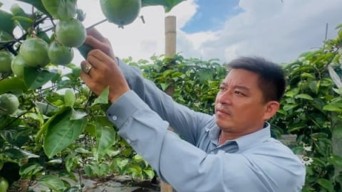 Áp dụng công nghệ tưới ẩm cho chanh leo trĩu quả