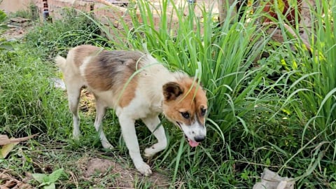 Bé trai 2 tuổi bị chó nghi dại cắn vào đầu