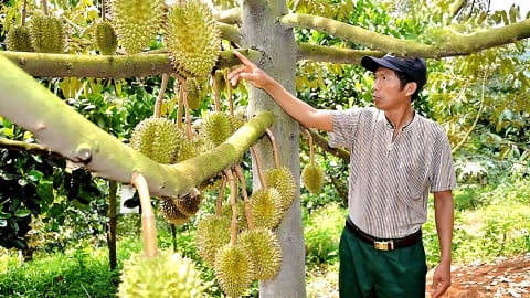 Xuất khẩu sầu riêng bền vững: Cải tạo đất, ‘rửa’ Cadimi