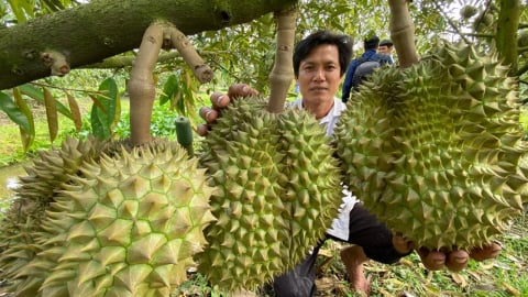 Xuất khẩu sầu riêng bền vững: Canh tác hữu cơ - giải pháp căn cơ