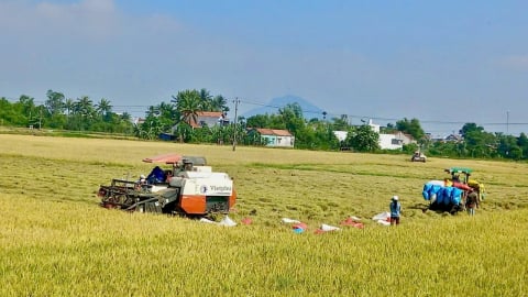 Phú Yên thất thu vụ lúa đông xuân