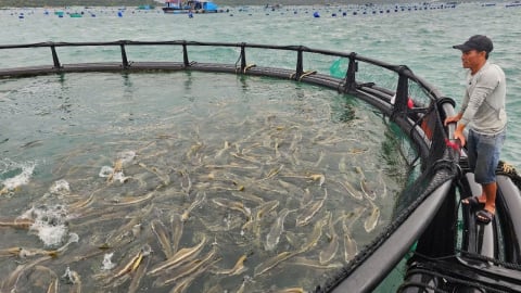Nuôi biển tiên tiến - xu hướng tất yếu: [Bài 2] Hiệu quả vượt trội